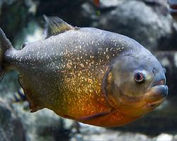 Foto: Pirania natterera