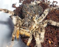 Foto: Tarantula ukraińska
