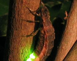 Foto: Świetlik świętojański