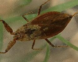 Foto: Płoszczyca szara