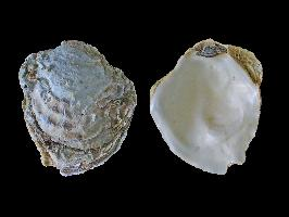 Foto: Ostryga jadalna