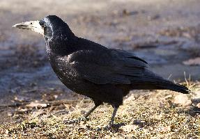 Foto: Gawron