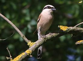 Foto: Gąsiorek