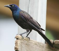 Foto: Wilgowron mniejszy