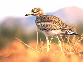 Foto: Kulon zwyczajny