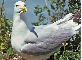 Foto: Mewa popielata
