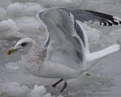 Foto: Mewa polarna