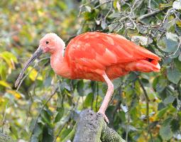 Foto: Ibis szkarłatny