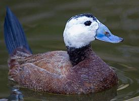 Foto: Sterniczka zwyczajna
