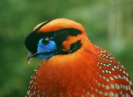 Foto: Tragopan modrolicy