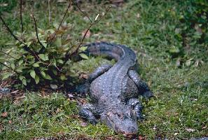 Foto: Aligator chiński