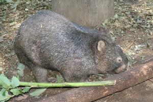 Foto: Wombat tasmański