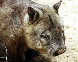 Foto: Wombatowiec szorstkowłosy