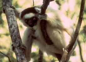 Foto: Sifaka biała