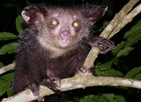 Foto: Palczak madagaskarski