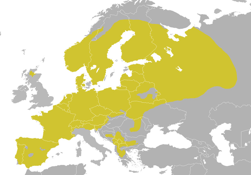 Foto: Czubatka europejska - występowanie