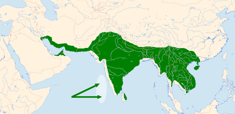 Foto: Indian roller - występowanie