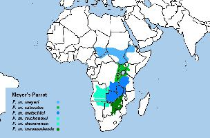 Foto: Afrykanka złotoplama - występowanie
