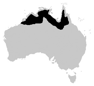 Foto: Krokodyl australijski - występowanie
