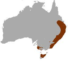 Foto: Kangur rdzawoszyi - występowanie