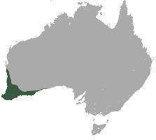 Foto: Ostronóg nektarowy - występowanie