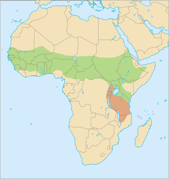 Foto: Galago senegalski - występowanie