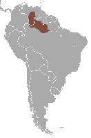 Foto: Ponocnica trójpręgowa - występowanie